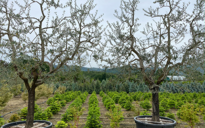 olea europaea leccino